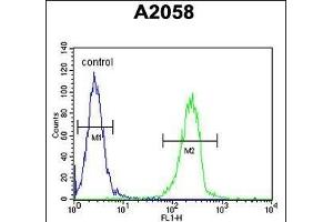 ENTHD1 Antibody (N-term) (ABIN654293 and ABIN2844088) flow cytometric analysis of  cells (right histogram) compared to a negative control cell (left histogram). (ENTHD1 抗体  (N-Term))