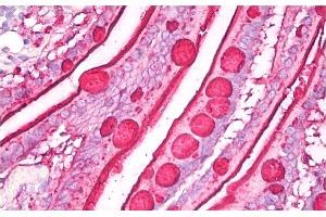 Immunohistochemistry staining of human small intestine (paraffin sections) using anti-blood group Lewis b (clone 2-25LE). (Blood Group Lewis B 抗体)