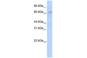 A1CF antibody used at 1 ug/ml to detect target protein.