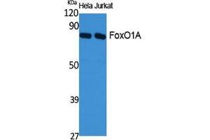 Western Blot (WB) analysis of specific cells using FoxO1A Polyclonal Antibody. (FOXO1 抗体  (Ser380, Thr382, Thr383))