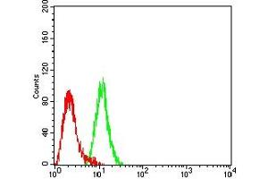 Flow cytometric analysis of Hela cells using KDR mouse mAb (green) and negative control (red). (VEGFR2/CD309 抗体  (AA 1225-1356))