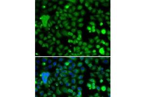Immunofluorescence analysis of A-549 cells using KLF9 Polyclonal Antibody (KLF9 抗体)