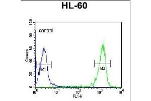 TL1 Antibody (C-term) (ABIN653753 and ABIN2843053) flow cytometric analysis of HL-60 cells (right histogram) comred to a negative control cell (left histogram). (PATL1 抗体  (C-Term))
