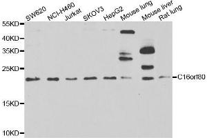 Western blot analysis of extracts of various cell lines, using C16orf80 antibody. (C16orf80 抗体  (AA 1-193))
