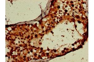 IHC image of ABIN7168497 diluted at 1:600 and staining in paraffin-embedded human testis tissue performed on a Leica BondTM system. (RUVBL2 抗体  (AA 281-444))