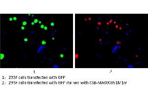 Immunofluorescence staining of 293F cells transfected with GFP with ABIN7141875 at 1:100, counter-stained with DAPI. (GFP 抗体)
