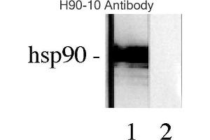 Western blot analysis of Human Lysates showing detection of Hsp90 protein using Mouse Anti-Hsp90 Monoclonal Antibody, Clone H9010 . (HSP90 抗体  (Biotin))