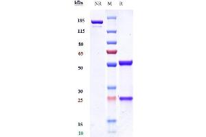 Anti-VEGFR3 / FLT4 Reference Antibody (LY3022856) on SDS-PAGE under reducing (R) condition.