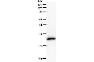 Western Blotting (WB) image for anti-Hairy/enhancer-of-Split Related with YRPW Motif-Like (HEYL) antibody (ABIN931114) (HEYL 抗体)