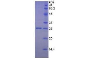 SDS-PAGE of Protein Standard from the Kit (Highly purified E. (GZMM ELISA 试剂盒)