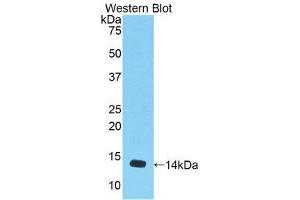 Western Blotting (WB) image for anti-Myostatin (MSTN) (AA 268-376) antibody (ABIN1174889) (MSTN 抗体  (AA 268-376))
