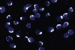 Immunofluorescent staining of Jurkat cells. (BCL2L1 抗体  (AA 18-233))