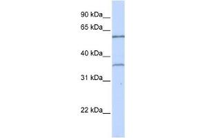 TBX15 antibody used at 0. (T-Box 15 抗体  (C-Term))