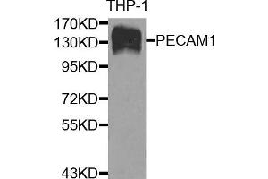 Western blot analysis of extracts of THP-1 cells, using CD31 antibody. (CD31 抗体)