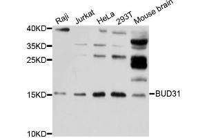 Western blot analysis of extracts of various cell lines, using BUD31 antibody (ABIN5997328) at 1/1000 dilution. (BUD31 抗体)