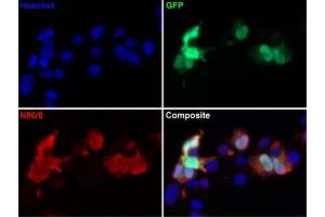 Transfected cell immunofluorescence: COS cells expressing GFP. (GFP 抗体  (AA 1-238))