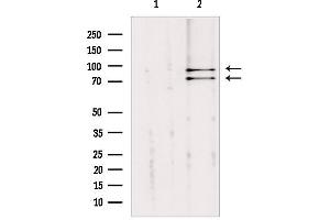 Western blot analysis of extracts from mouse brain, using Cullin 2 Antibody. (Cullin 2 抗体  (C-Term))