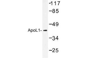 Image no. 1 for anti-Apolipoprotein L, 1 (APOL1) antibody (ABIN317817) (APOL1 抗体)
