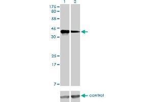 Western Blotting (WB) image for anti-Cyclin K (CCNK) (AA 1-354) antibody (ABIN563802)