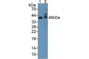 Figure. (Adiponectin Receptor 2 抗体  (AA 1-147))