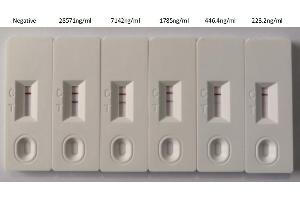 In the Colloidal Gold Immunochromatography Assay detection system, the background of antibody (ABIN6953156) is clean, the detection limit can be as low as 446. (Recombinant SARS-CoV-2 Nucleocapsid 抗体  (AA 1-419))