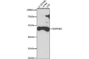Western blot analysis of extracts of various cell lines, using SERPINB2 antibody (ABIN7269389) at 1:1000 dilution. (SERPINB2 抗体  (AA 1-415))