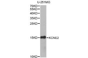 Western blot analysis of extracts of U-251MG cells, using KCNE2 antibody (ABIN6003591) at 1/1000 dilution. (KCNE2 抗体)