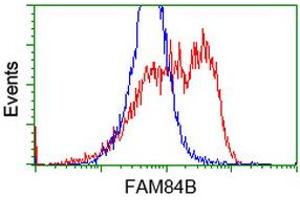 HEK293T cells transfected with either RC207996 overexpress plasmid (Red) or empty vector control plasmid (Blue) were immunostained by anti-FAM84B antibody (ABIN2453036), and then analyzed by flow cytometry. (FAM84B 抗体)