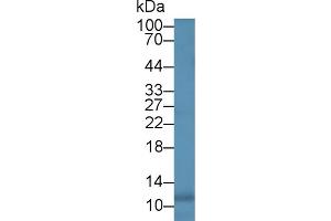 Rabbit Detection antibody from the kit in WB with Positive Control: Dog leukocyte cells. (IL-8 CLIA Kit)