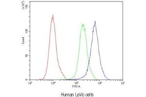 Flow cytometry testing of human LoVo cells with Bestrophin 1 antibody at 1ug/10^6 cells (blocked with goat sera) (Bestrophin 1 抗体)