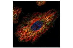 ICC/IF Image Confocal immunofluorescence analysis (Olympus FV10i) of paraformaldehyde-fixed HeLa, using DRIL1, antibody (Green) at 1:500 dilution. (ARID3A 抗体  (Internal Region))