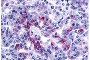 Anti-F2RL1 antibody  ABIN1049230 IHC staining of human pancreas. (F2RL1 抗体  (N-Term))
