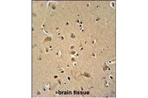 WIPF2 antibody (C-term) (ABIN654930 and ABIN2844573) immunohistochemistry analysis in formalin fixed and paraffin embedded human brain tissue followed by peroxidase conjugation of the secondary antibody and DAB staining. (WIPF2 抗体  (C-Term))