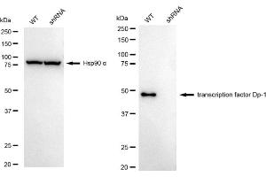Western blotting analysis using transcription factor Dp-1 antibody (ABIN7800593).