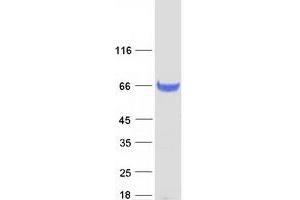 Western Blotting (WB) image for Copine I (CPNE1) (Transcript Variant 6) protein (Myc-DYKDDDDK Tag) (ABIN2712480)