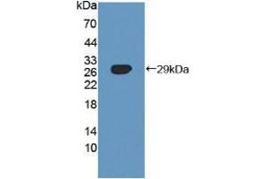 Western blot analysis of recombinant Human SNX13. (SNX13 抗体  (AA 97-284))