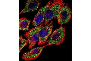 Fluorescent confocal image of A549 cell stained with GSTP1 Antibody (Center) (ABIN1881393 and ABIN2842718). (GSTP1 抗体  (AA 97-126))