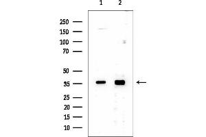 Western blot analysis of lysates from various samples, using APEX1 Mouse Monoclonal Antibody at 1/1000 dilution.