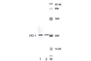 Western blot analysis of Rat Brain cell lysates showing detection of HO-1 protein using Rabbit Anti-HO-1 Polyclonal Antibody . (HMOX1 抗体)