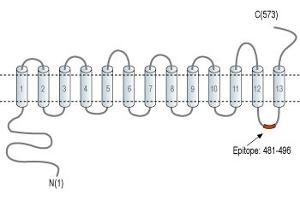 Representative domain view of the target of ABIN7885499.