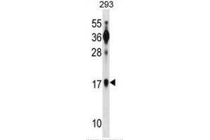 BATF Antibody (N-term) western blot analysis in 293 cell line lysates (35µg/lane). (BATF 抗体  (N-Term))