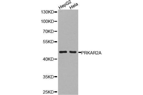 PRKAR2A 抗体  (AA 1-404)