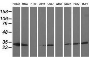 Western blot analysis of extracts (35 µg) from 9 different cell lines by using anti-AK3 monoclonal antibody. (Adenylate Kinase 3 抗体)