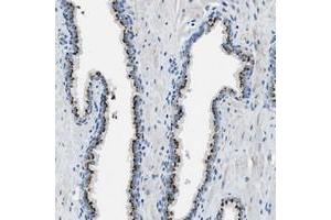 Immunohistochemical staining of human prostate with C16orf79 polyclonal antibody  shows strong cytoplasmic positivity, with a granular pattern, in glandular cells. (BRICD5 抗体)