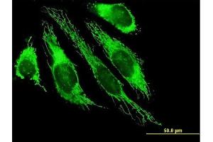 Immunofluorescence of purified MaxPab antibody to PDHB on HeLa cell. (PDHB 抗体  (AA 1-359))