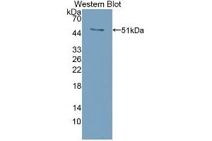Western Blotting (WB) image for anti-Tumor Necrosis Factor (Ligand) Superfamily, Member 11 (TNFSF11) (AA 92-263) antibody (ABIN7432754)