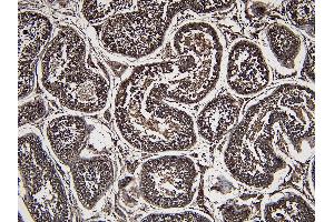 (ABIN184951) (7 μg/mL) staining of paraffin embedded Human Testis.