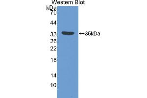 IGFBP5 抗体  (AA 25-271)