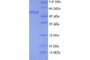 SDS-PAGE (SDS) image for Death-Domain Associated Protein (DAXX) (AA 1-233), (partial) protein (GST tag) (ABIN5712125)