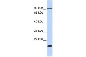Western Blotting (WB) image for anti-Transmembrane 4 Superfamily Member 4 (TM4SF4) antibody (ABIN2459026) (TM4SF4 抗体)